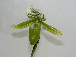 frauenschuh,蘭花,開(kāi)花