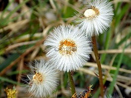 蒲公英,性質,花
