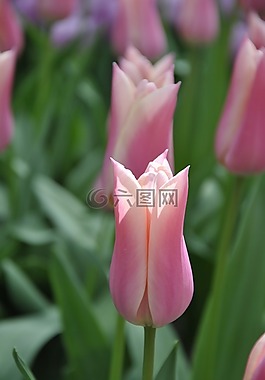 郁金香,荷蘭,春
