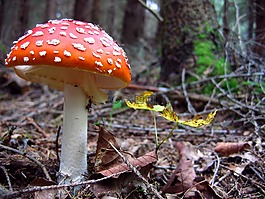 鵝膏菌,蘑菇,森林