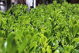 植物,綠色,花