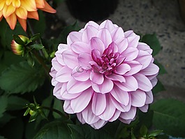 大麗花,花,粉紅色