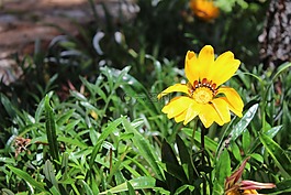 花,黃,花瓣