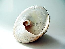 外殼,石灰,貝殼