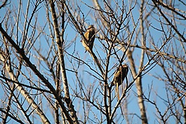 動物,鳥,redfaced鼠的小鳥