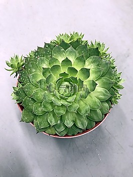 新加坡,多汁,植物