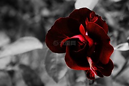 玫瑰,花,紅色