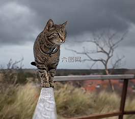 貓,家養(yǎng)動物,戶外