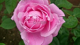 粉紅色的玫瑰,花,花園