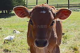 牛,肖像,農(nóng)場
