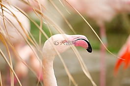 弗拉明戈,動(dòng)物園,水禽