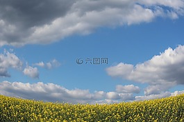 字段,芥末,天空