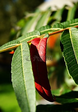葉,樹,紅色