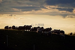 羊群的羊,日落,abendstimmung