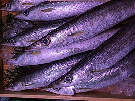 秋刀魚,冰,魚