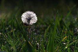 蒲公英,植物,桌面背景