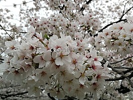 櫻花,日本,粉紅色