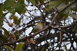 silvereye,白色的眼,蠟眼