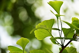 桌面背景,背景,壁紙