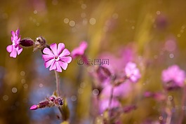 红坎皮恩,花,粉红色