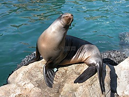 密封,動(dòng)物,水族館