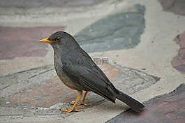 動物,鳥,橄欖鵝口瘡