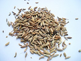 小茴香果實,小茴香,甜茴香