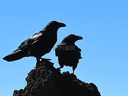 鳥類,烏鴉,黑色
