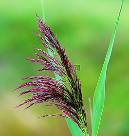 草,盛開(kāi),穗