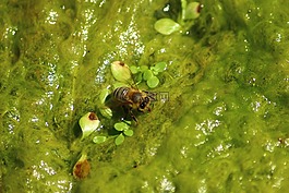 蜜蜂,水,綠色