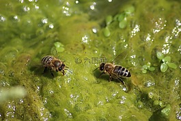 2蜜蜂,水,绿色
