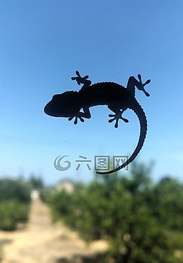 壁虎,西班牙,性質(zhì)