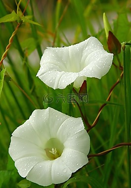 鐵線蓮,雨水滴,白色的花