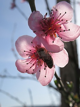 春,花,樹