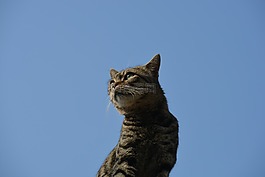 貓,動物,野生動物