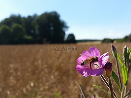 字段,蜜蜂,夏季