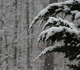 降雪,雪,冬天