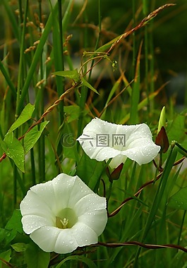 鐵線蓮,雨水滴,白色的花