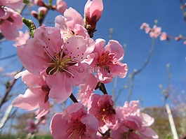 春,花,樹(shù)