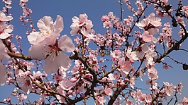 杏仁樹(shù),粉紅色,盛開(kāi)