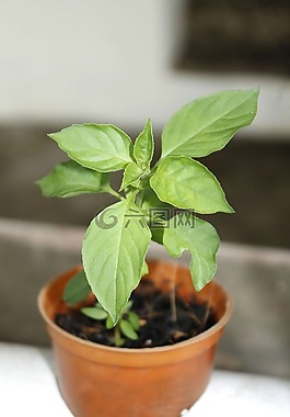 芳香羅勒,蔬菜,烹飪