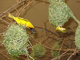 鳥,鳥類,鳥巢