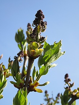 植物,天空,綠色