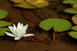 水百合花,睡蓮葉,湖