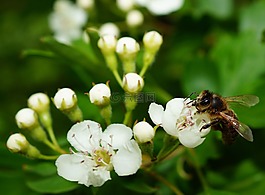蘋果花,蘋果樹,蜜蜂