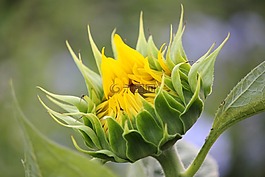 向日葵,黃色,花