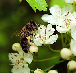 蘋果花,蘋果樹,蜜蜂
