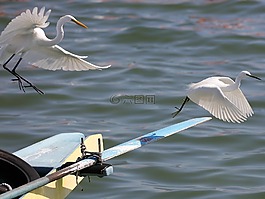 鳥,白鷺,水