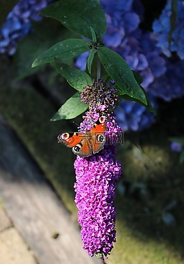 dagpauwvlinder,蝴蝶,花園