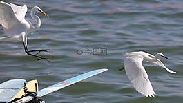 鳥,水,白鷺